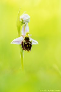 Ophrys x albertiana(Ophrys apifera x Ophrys holoserica)