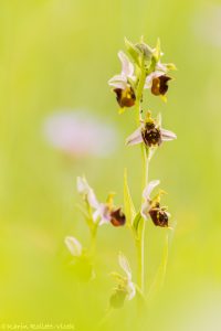 Ophrys x albertiana(Ophrys apifera x Ophrys holoserica)