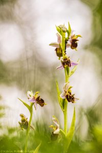 Ophrys x albertiana(Ophrys apifera x Ophrys holoserica)