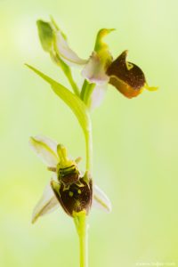 Ophrys x albertiana(Ophrys apifera x Ophrys holoserica)