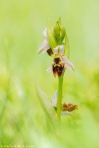 Ophrys x albertiana(Ophrys apifera x Ophrys holoserica)