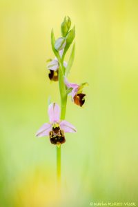 Ophrys x albertiana(Ophrys apifera x Ophrys holoserica)