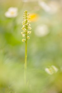 Pseudorchis albida / Weiße Höswurz / small white orchid