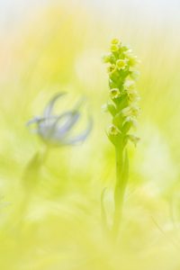 Pseudorchis albida / Weiße Höswurz / small white orchid