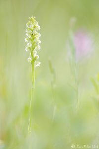 Pseudorchis albida / Weiße Höswurz / small white orchid