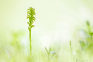 Pseudorchis albida / Weiße Höswurz / small white orchid