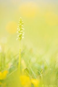 Pseudorchis albida / Weiße Höswurz / small white orchid