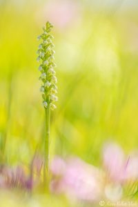 Pseudorchis albida / Weiße Höswurz / small white orchid