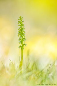 Pseudorchis albida / Weiße Höswurz / small white orchid