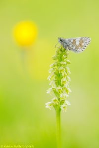 Pseudorchis albida / Weiße Höswurz / small white orchid