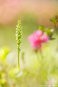 Pseudorchis albida / Weiße Höswurz / small white orchid