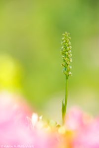 Pseudorchis albida / Weiße Höswurz / small white orchid