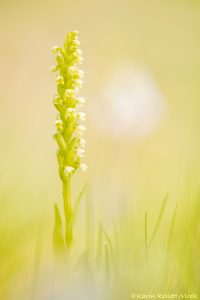 Pseudorchis albida / Weiße Höswurz / small white orchid