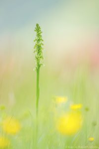 Pseudorchis albida / Weiße Höswurz / small white orchid