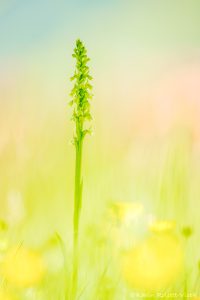 Pseudorchis albida / Weiße Höswurz / small white orchid