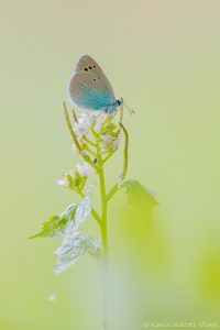 Glaucopsyche alexis / Alexis-Bläuling / Green-underside blue