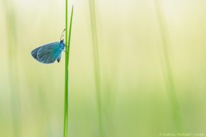 Glaucopsyche alexis / Alexis-Bläuling / Green-underside blue