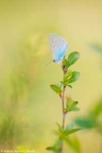 Glaucopsyche alexis / Alexis-Bläuling / Green-underside blue