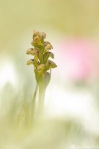 Chamorchis alpina / Zwergstendel / False musk orchid