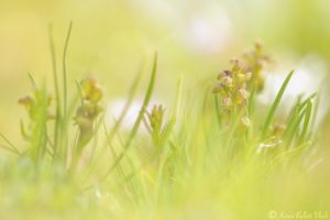 Chamorchis alpina / Zwergstendel / False musk orchid