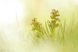 Chamorchis alpina / Zwergstendel / False musk orchid