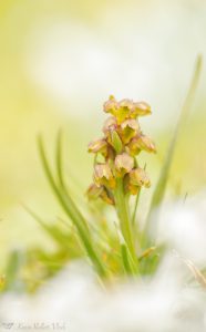 Chamorchis alpina / Zwergstendel / False musk orchid