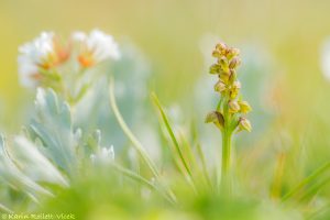 Chamorchis alpina / Zwergstendel / False musk orchid