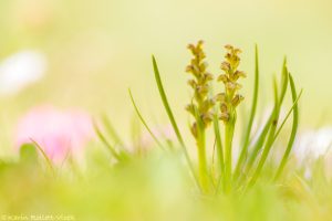 Chamorchis alpina / Zwergstendel / False musk orchid