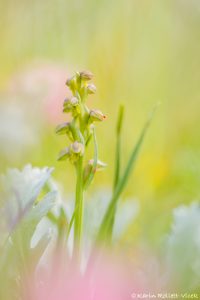 Chamorchis alpina / Zwergstendel / False musk orchid