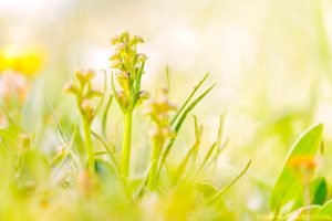 Chamorchis alpina / Zwergstendel / False musk orchid