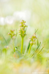 Chamorchis alpina / Zwergstendel / False musk orchid