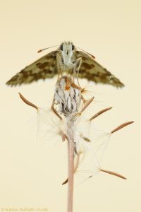 Pyrgus alveus / Sonnenröschen-Würfel-Dickkopffalter / Large grizzled skipper