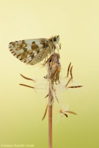 Pyrgus alveus / Sonnenröschen-Würfel-Dickkopffalter / Large grizzled skipper