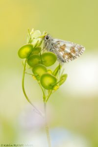 Pyrgus alveus / Sonnenröschen-Würfel-Dickkopffalter / Large grizzled skipper