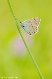 Polyommatus amandus / Vogelwicken-Bläuling / Amanda's blue