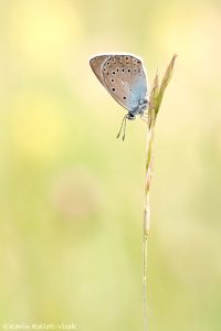 Polyommatus amandus / Vogelwicken-Bläuling / Amanda's blue