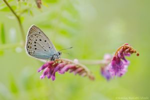 Polyommatus amandus / Vogelwicken-Bläuling / Amanda's blue