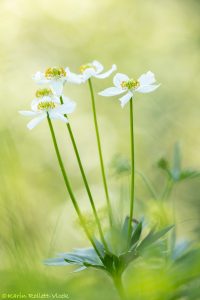 Anemonastrum narcissiflorum / Narzissen-Windröschen