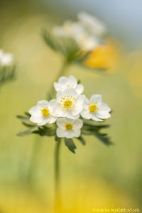 Anemonastrum narcissiflorum / Narzissen-Windröschen