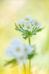 Anemonastrum narcissiflorum / Narzissen-Windröschen