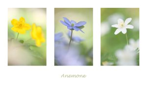 anemone