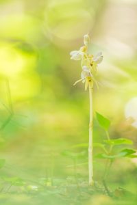 Epipogium aphyllum / Blattloser Widerbart / Ghost orchid