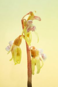 Epipogium aphyllum / Blattloser Widerbart / Ghost orchid