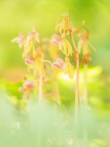 Epipogium aphyllum / Blattloser Widerbart / Ghost orchid