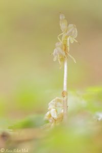 Epipogium aphyllum / Blattloser Widerbart / Ghost orchid