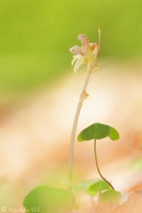 Epipogium aphyllum / Blattloser Widerbart / Ghost orchid