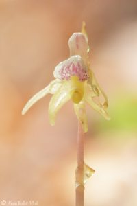 Epipogium aphyllum / Blattloser Widerbart / Ghost orchid