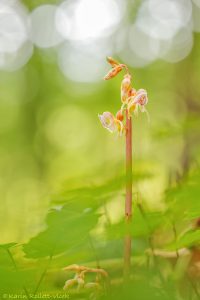 Epipogium aphyllum / Blattloser Widerbart / Ghost orchid