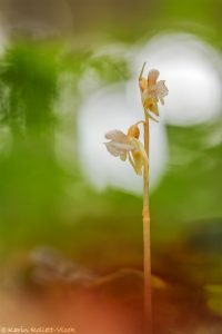 Epipogium aphyllum / Blattloser Widerbart / Ghost orchid