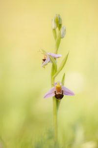 Ophrys apifera / Bienen-Ragwurz / Bee orchid